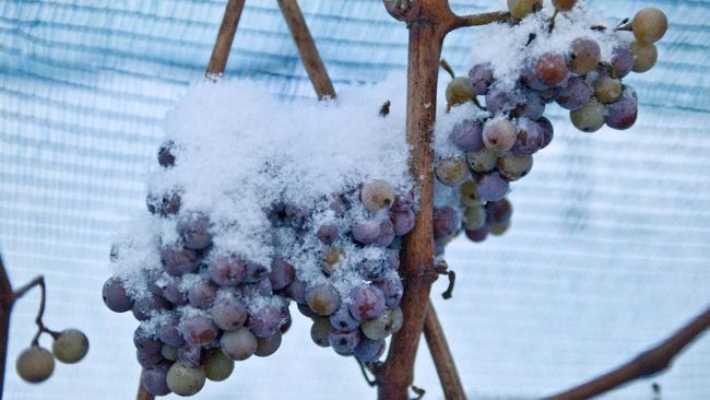 Musim dingin yang hangat di German membuat daerah ini kemungkinan gagal produksi ice wine, wine mahal khas German.