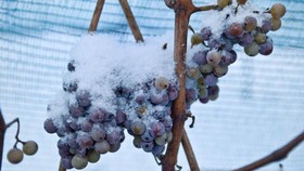 Tak Ada Ice Wine German Karena Musim Dingin yang 'Hangat'