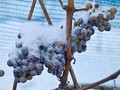 Tak Ada Ice Wine German Karena Musim Dingin yang 'Hangat'