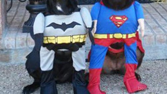 Anjing-Anjing Super Hero yang Akan Melindungi Hari-Harimu dari Kejenuhan