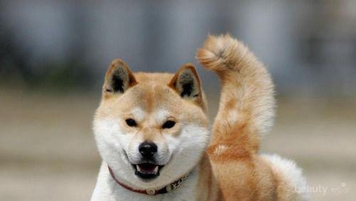 Anjing yang Sedang Loncat Ini Terlihat Seperti Terbang!