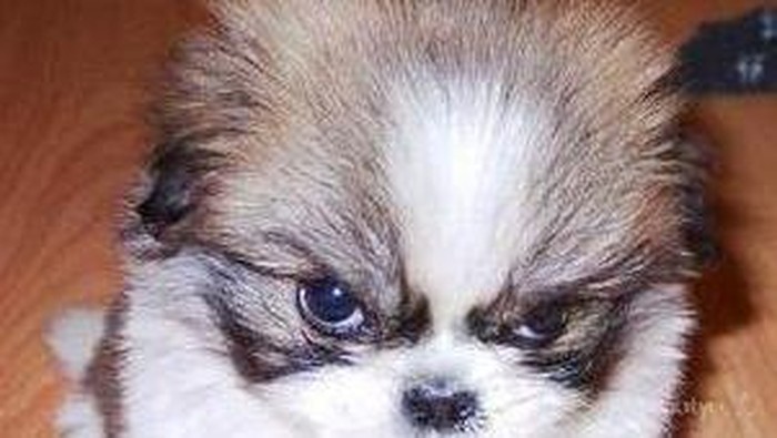 Ekspresi Hewan Jika Sedang Marah Malah Terlihat...Lucu?