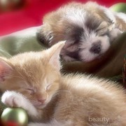 Cinta Kasih Anjing dan Kucing di Saat Tidur
