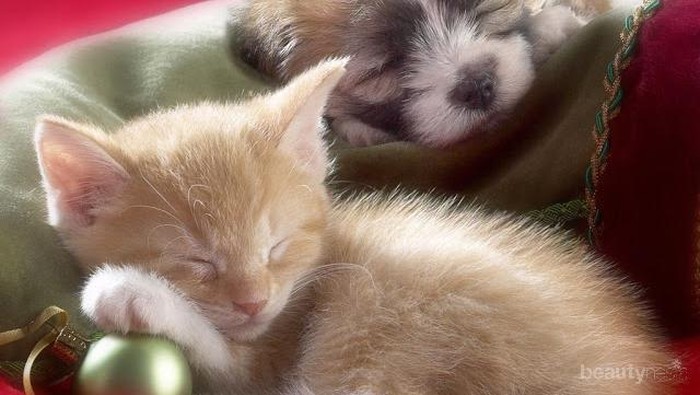 Cinta Kasih Anjing dan Kucing di Saat Tidur