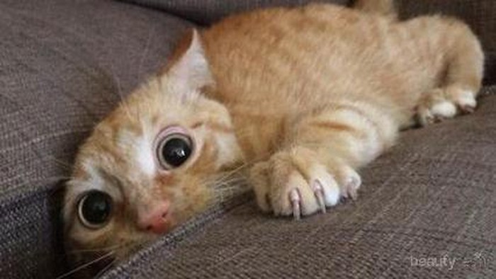 5 Ekspresi Kucing yang Mengundang Tawa