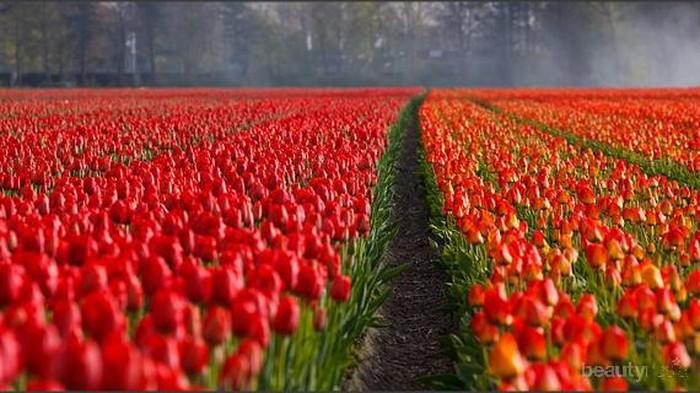 Inilah Tempat Wisata Populer di Belanda