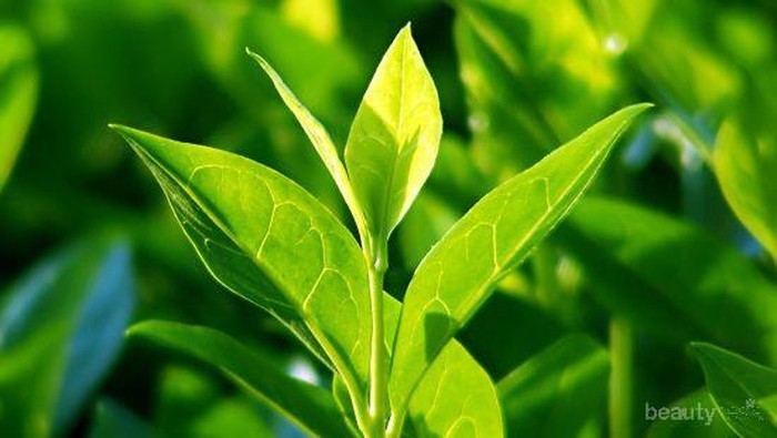 Manfaat Tea Tree Oil untuk Jerawat, Ujung Rambut, hingga Ujung Kaki