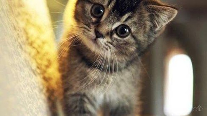 Mengapa Kucing Itu Lucu?