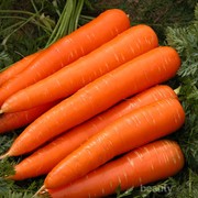 5 Resep Lezat untuk Penggemar Wortel