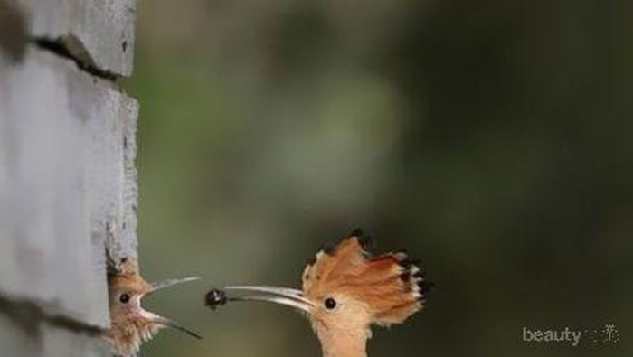 Perfect Timing! Kumpulan Foto Binatang yang Diambil di Saat yang Sempurna!