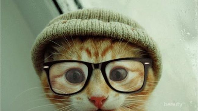 Gambar kucing pakai kacamata