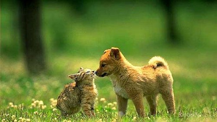 Lucunya Kisah Cinta Terlarang di Dunia Kucing