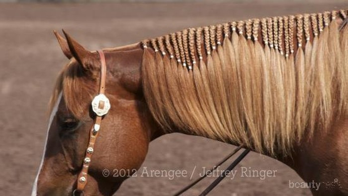 Gaya Rambut Hewan yang Akan Membuatmu Tersenyum