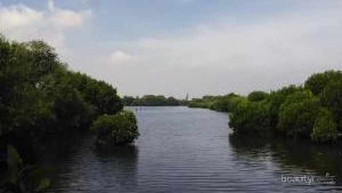 Wisata Jakarta, ke Hutan Mangrove Pantai Indah Kapuk, Yuk!