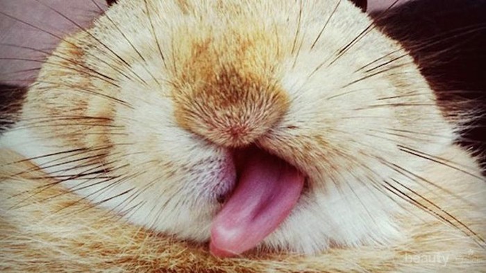 Beginilah Ekspresi Hewan-Hewan Saat Menjulurkan Lidahnya!