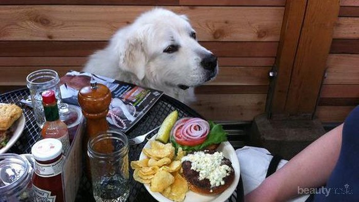 Restoran Berikut Ternyata Memiliki Menu Spesial untuk Para Anjing