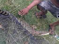Terjebak Dalam Jaring, Anak Buaya Diamankan Warga di Polman