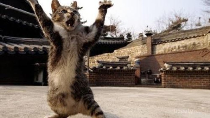 Wajah Lucu Kucing di Saat Bertengkar