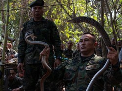 Latihan di Thailand, Marinir Amerika Makan Tokek hingga Minum Darah Ular