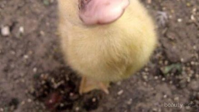 Foto-Foto Bayi Binatang yang Menggemaskan (Part 1)