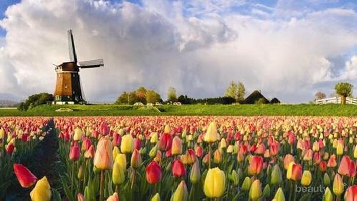 Yuk, Kunjungi 7 Taman Bunga Paling Indah di Dunia