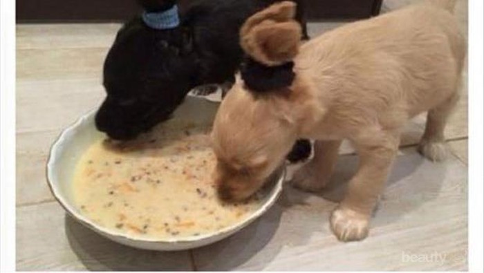 Tingkah Laku Hewan-Hewan Saat Makan yang Akan Membuatmu Tersenyum