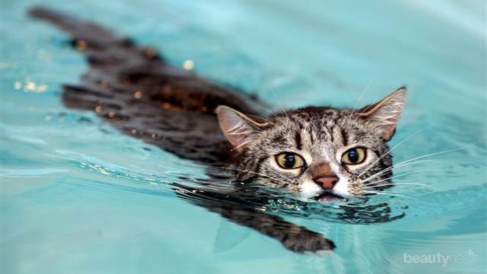 Tingkah Laku Lucu Hewan ketika Berada di Air