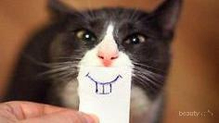 Ini yang Terjadi Jika Para Majikan Usil pada Kucingnya