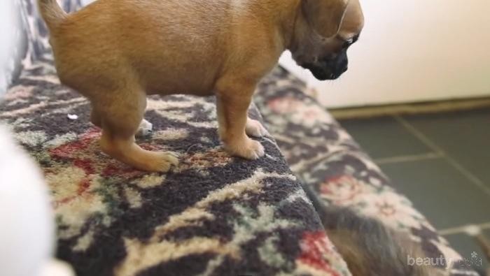 Lucunya Tingkah Laku Para Anak Anjing Saat Belajar Melewati Tangga