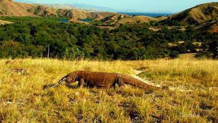 Tempat Wisata Menarik di Taman Nasional Komodo