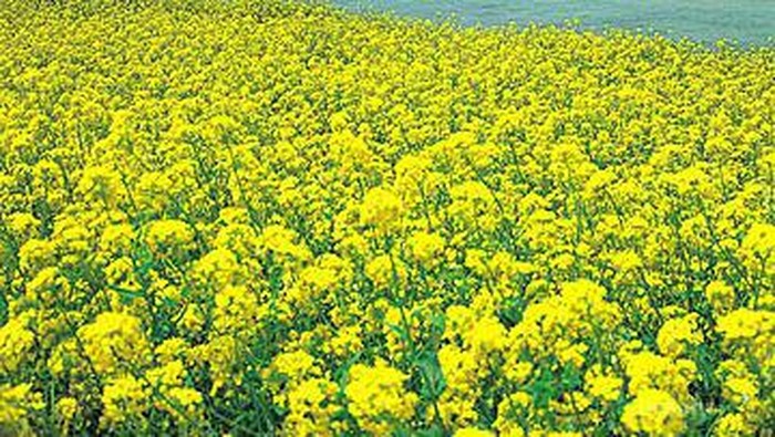 7 Tempat Wisata Favorit di Pulau Jeju