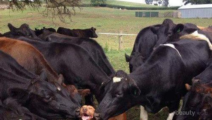 8 Adegan Ciuman Hewan yang Paling Manis Untuk Dilihat