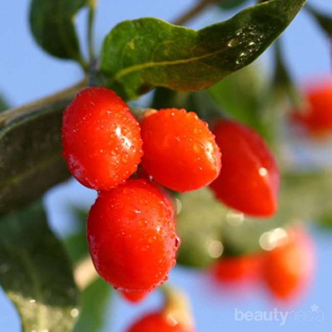 Goji Berry: Buah Beri Kecil dengan Antioksidan Tinggi