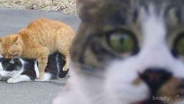 Kucing-Kucing Ini Tertangkap Sedang Bermesraan