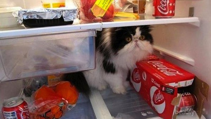 Kucing-Kucing Ini Muncul di Tempat yang Tak Terduga!