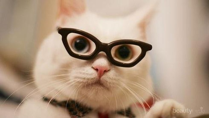 Foto-Foto Berikut Membuktikan Bahwa Kacamata Adalah Style yang Cocok untuk Kucing (Part 2)
