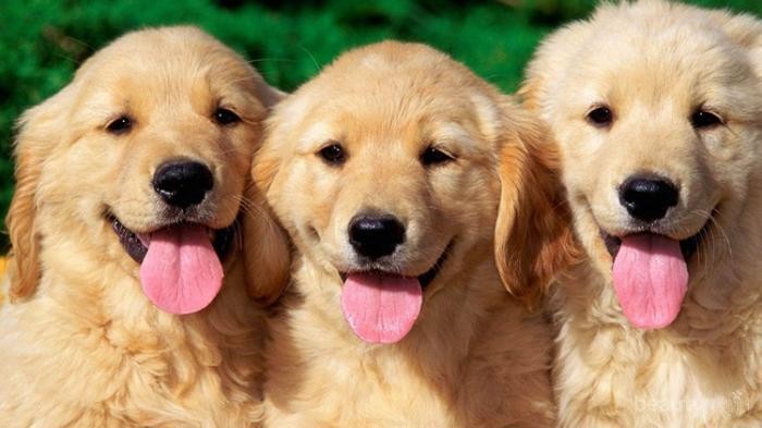 Pecinta Anjing Wajib Punya 6 Aplikasi Ini