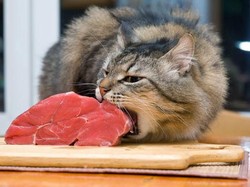 Gemas tapi Menyebalkan, 5 Aksi Kucing Obrak-Abrik Makanan