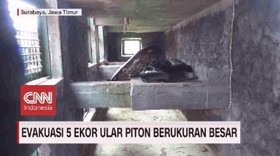VIDEO: Evakuasi 5 Ular Piton Berukuran Besar