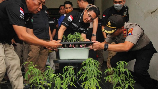 Polisi menyita 28 ganja hidroponik dari sebuah rumah kontrakan di Surabaya. Orang yang menanam ganja itu mengaku hanya untuk konsumsi sendiri.