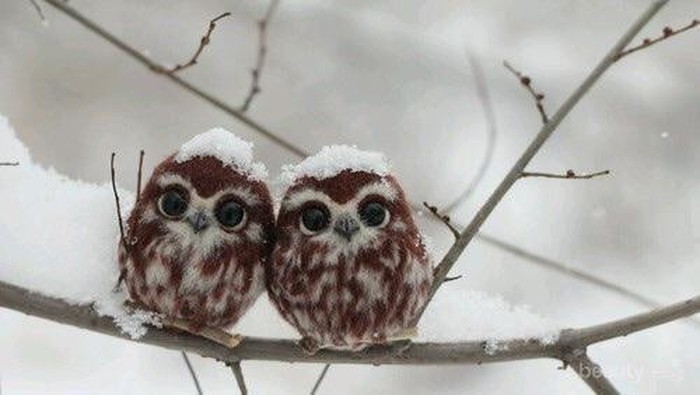 Foto-Foto Bayi Binatang yang Menggemaskan (Part 2)