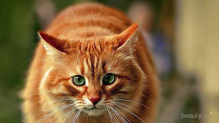 Gemuknya Kucing-Kucing Ini Akan Membuatmu Tersenyum