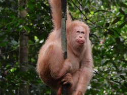 Setahun Dilepasliarkan, Satu-satunya Orangutan Albino di Dunia Ini Sehat