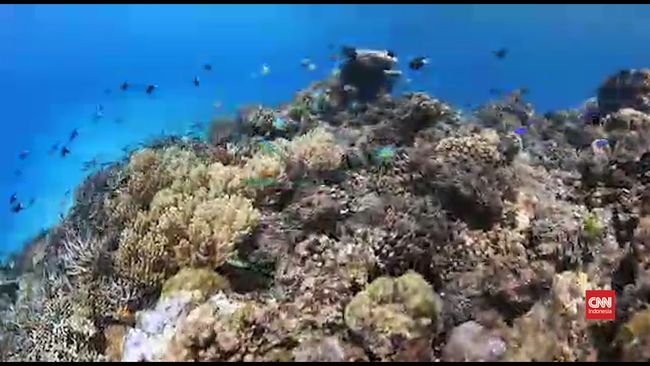 VIDEO: Menikmati Indahnya Bawah Laut Perairan Pulau Roon