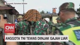VIDEO: Anggota TNI Tewas Diinjak Gajah Liar