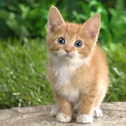 [FORUM] Tabrak kucing sampai mati bikin sial, mitos atau fakta?