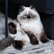 [FORUM] Mau adopsi anak kucing, dimana ya?