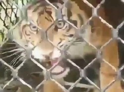 Konflik dengan Warga, Harimau di Subulussalam Aceh Masuk Perangkap