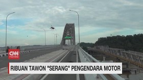 VIDEO: Ribuan Tawon 