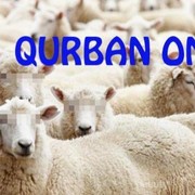 [FORUM] Kurban Dilakukan Secara Online, Gimana Pendapat Kamu?